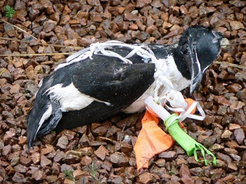 Bird strangled by plastic inlcuding a balloon