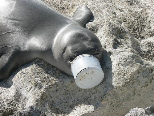 Sea lion got his snout covered with a plastic bucket