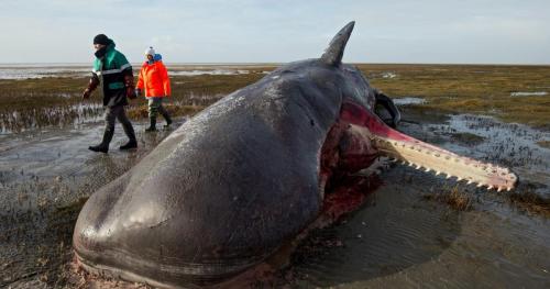 Whale washed up dead on a German beach
