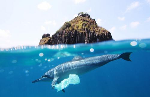 Dolphin with a plastic shopping bag