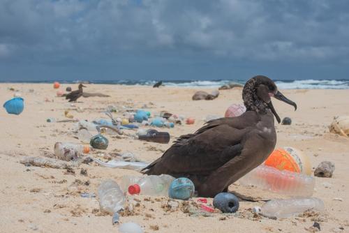 Bird surrounded by plastic photo by Matthew Chauvin