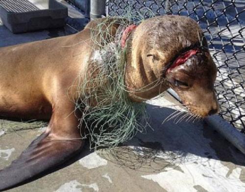 Sea lion strangled by a fishnet