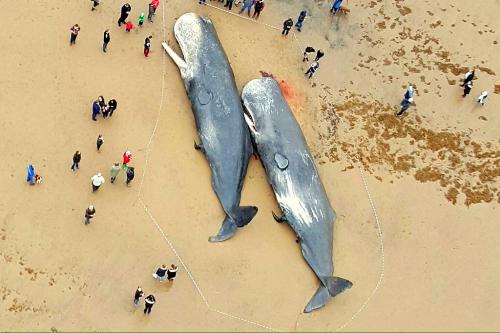 Death whales
