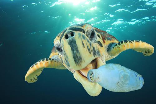Sea turtle hunting a plastic bottle