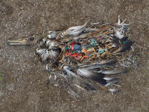 Another sea bird killed by consuming plastic