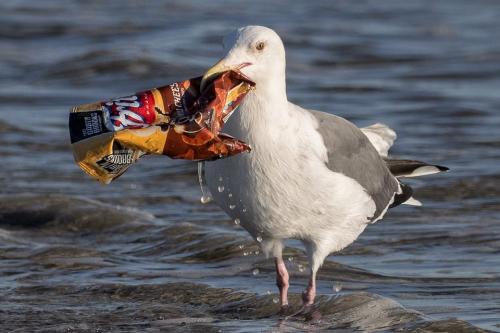 Seagull with litter