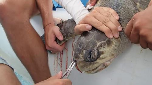 Your plastic straw is killing turtles