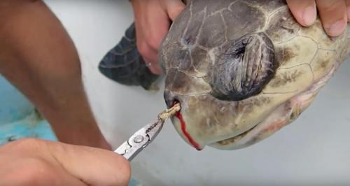 Sea turtle with a straw stuck up its nose 